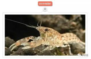 国产鳌虾养殖画面视频教程