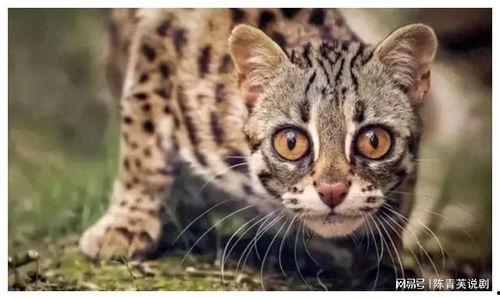 虎猫是国产猫么吗视频,揭秘虎猫的国产魅力
